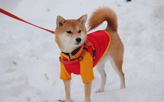 体育赛事数字营销案例,体育赛事数字营销案例研究