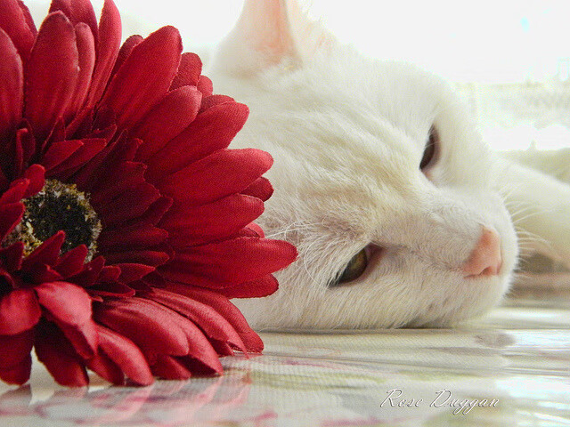 波尔曼的快速反击和精准突破,让袋鼠队进攻更具威胁,波尔曼休闲会所 评论