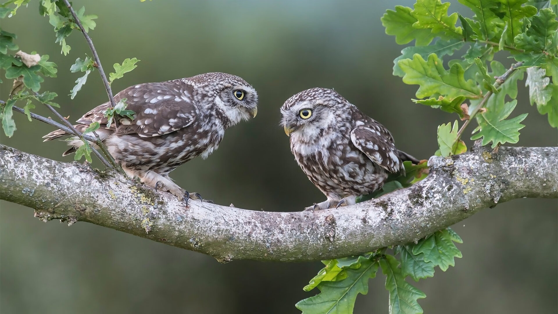 波尔曼的快速反击和精准突破,让袋鼠队进攻更具威胁,波尔曼休闲会所 评论
