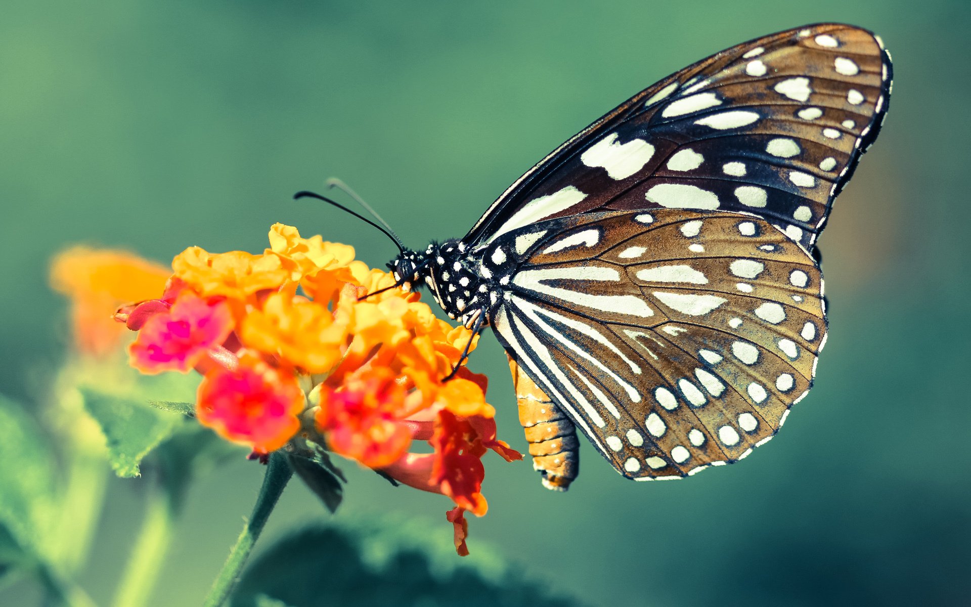 球员积极参与社区公益活动树立良好榜样传播体育正能量，为社区体育撰写宣传标语