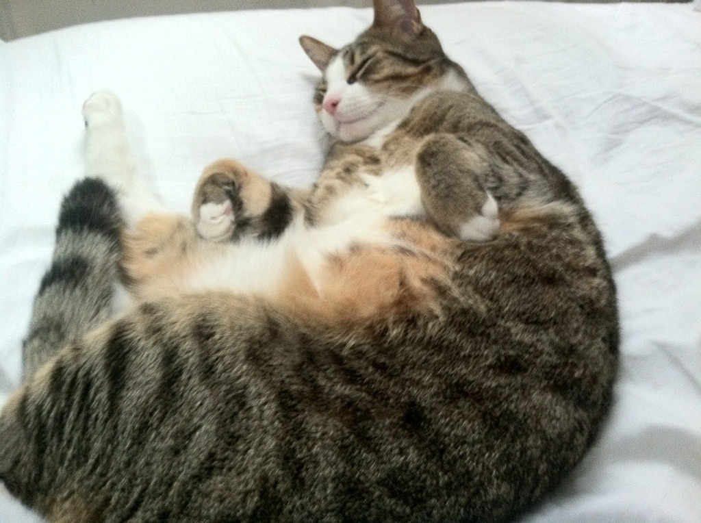 美洲杯明星争光:竞争激烈,精彩纷呈!,美洲杯人气