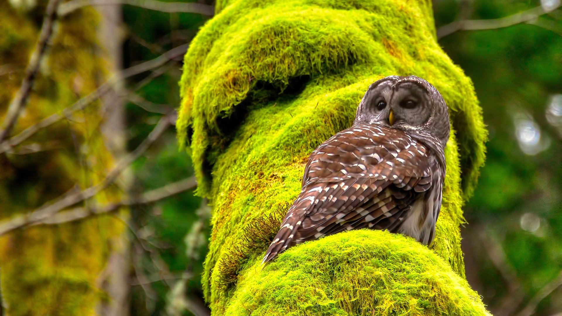 开云体育娱乐-足球明星在国际慈善晚宴上共同呼吁环保行动，足球明星参加中国综艺