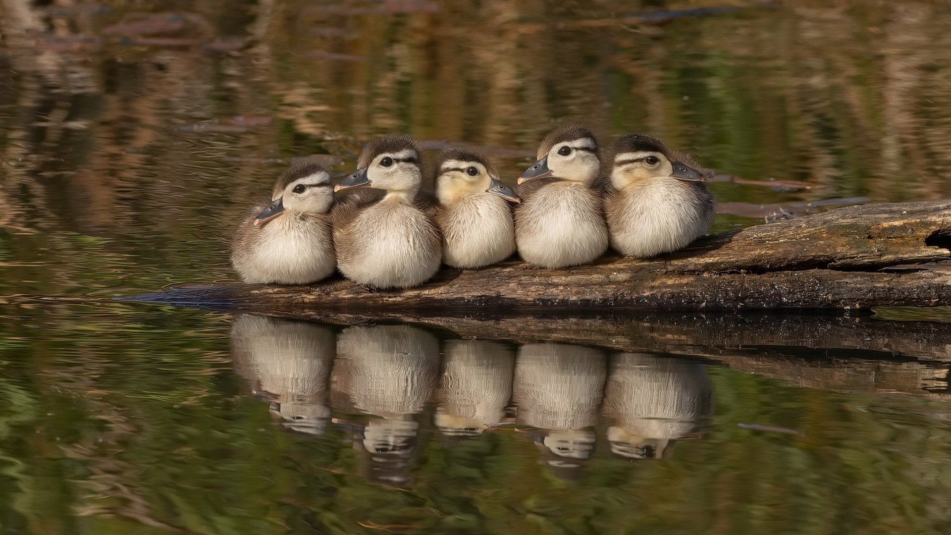 足球明星在国际慈善晚宴上共同呼吁环保行动,足球明星参加中国综艺