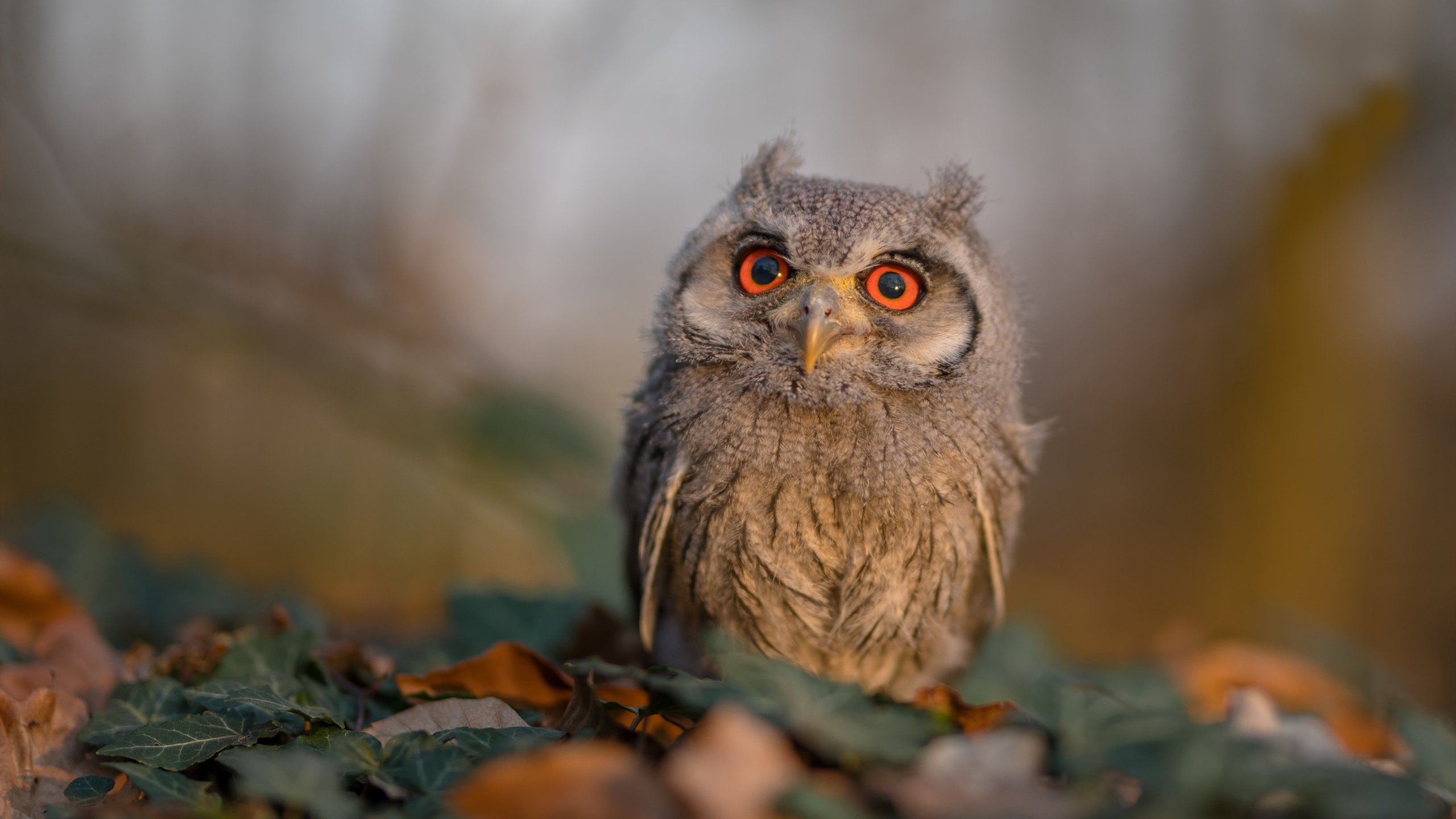 开云体育app在线-中国篮球与社会学研究的交叉融合路径，中国篮球运动发展和世界篮球运动发展之间的关系