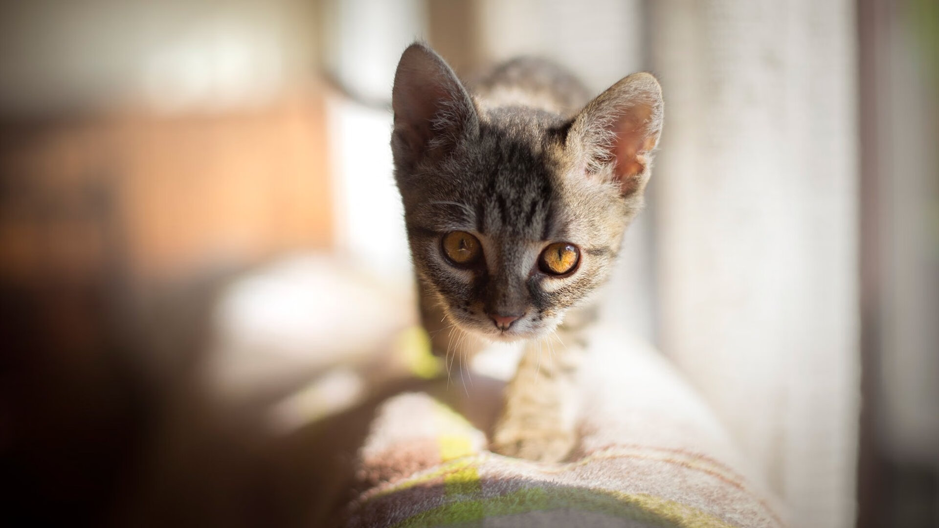 中国足球联赛完善赛事观众服务体系,中国足球观众图片