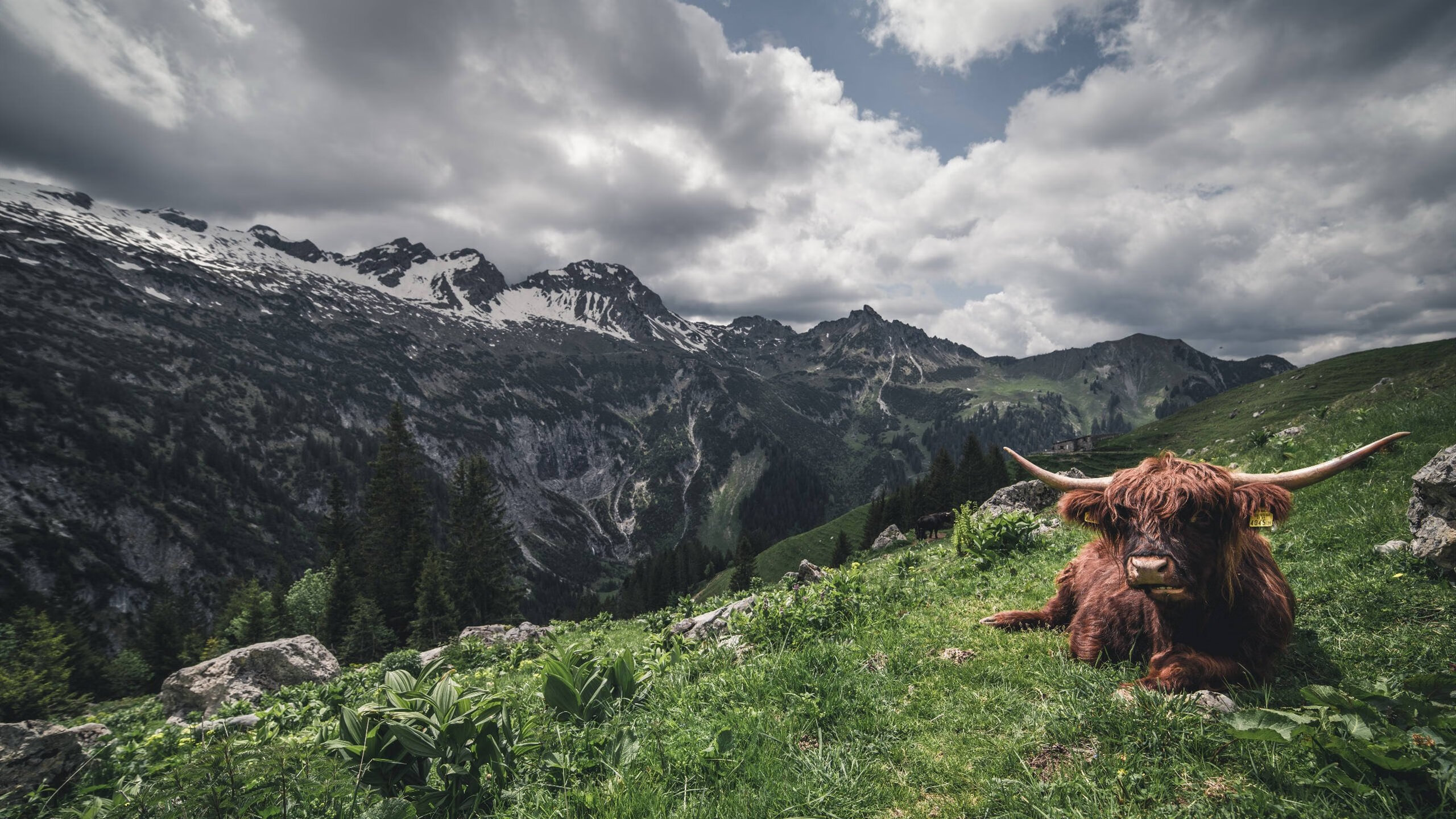 中国足球裁判培训体系与实战判罚能力提升研究，足球裁判培训计划