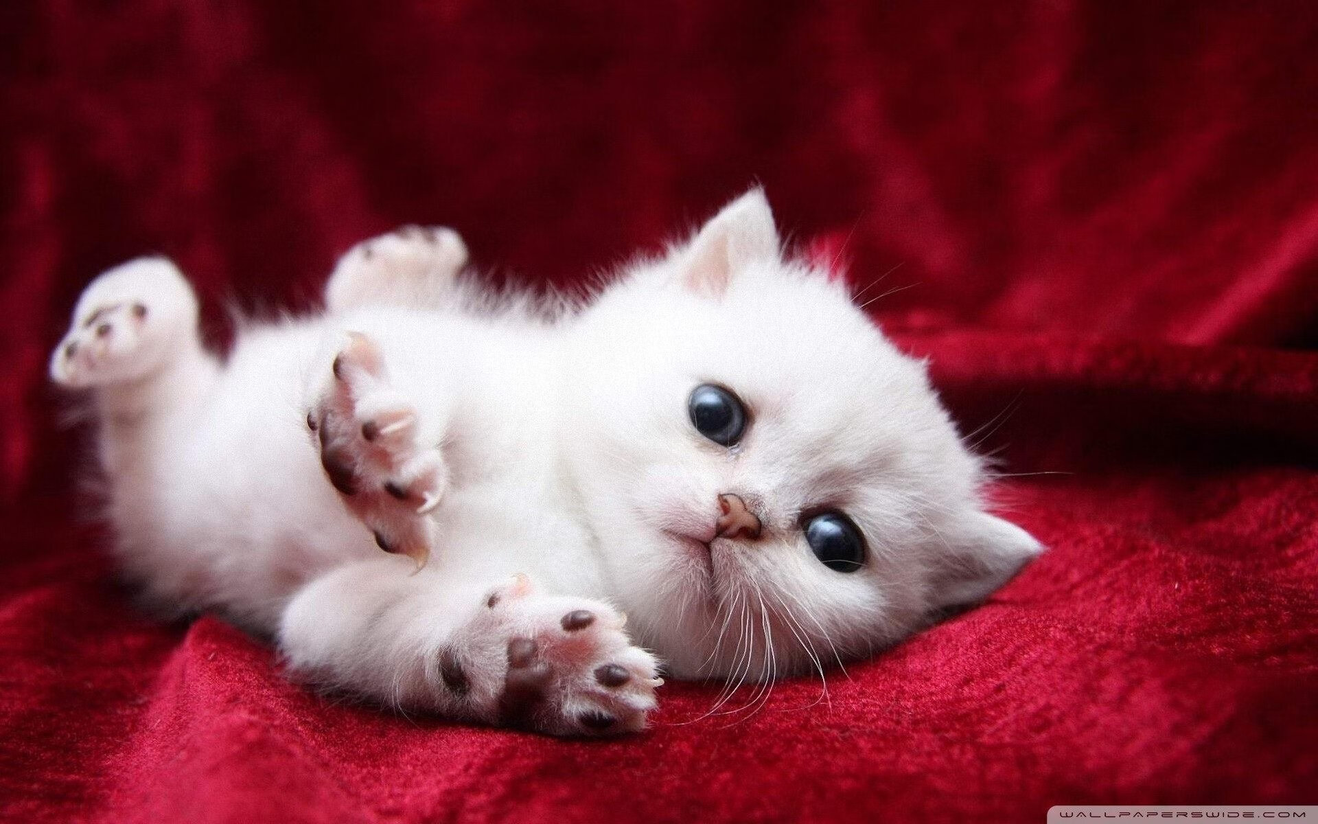 中国足球青训系统中家长角色与支持机制，中国足球青训系统中家长角色与支持机制包括