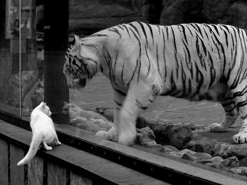 从赵继伟的描述看乔帅如何打造团队凝聚力，赵继伟 乔治