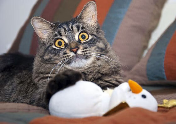 体育新闻中心构建多群体定向体育内容服务，群众体育新闻